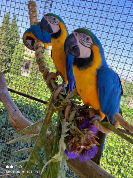 JUGUETE PARA LOROS LIANA DE FORRAJEO