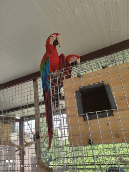 NIDO PARA LOROS GRANDES DE MADERA A MEDIDA